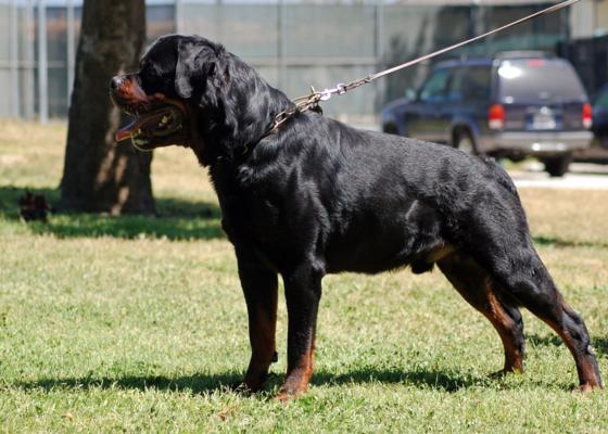 types-of-big-dogs-with-pics-download_1.jpg